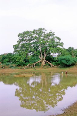 Peepal ağacı (ficus religiosa), Hindistan