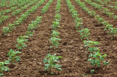 Cotton Fields, Andhra Pradesh, Hindistan 