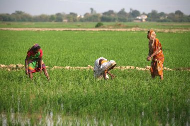 Jharkhand, Hindistan 'daki tarlalara pirinç fidanı eken kadınlar. 