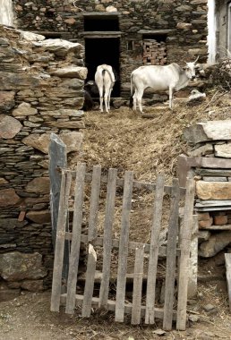 İnek ahırı, Dilwara kasabası, Rajasthan, Hindistan 
