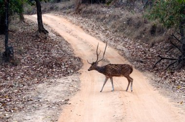 Orman Bandhavgarh Ormanı 'nın içinden geçen geyik görüldü Madhya Pradesh Hindistan Asya 