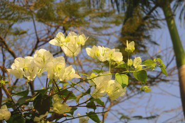 Ağaçtaki sarı bougainvillea valencia bougainvillea spectabili 