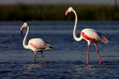 daha büyük flamingo, nalsarovar, Gujarat, Hindistan, Asya 