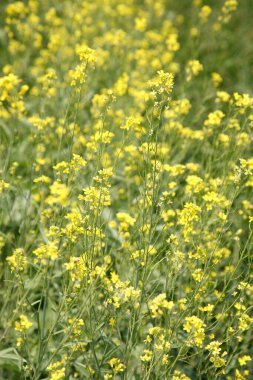 Hardal bitkileri ve çiçekler brassica nigra 