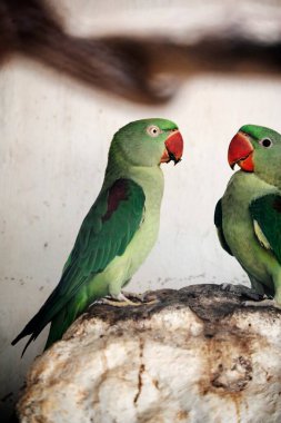 Alexandrine muhabbet kuşu psittacula eupatria