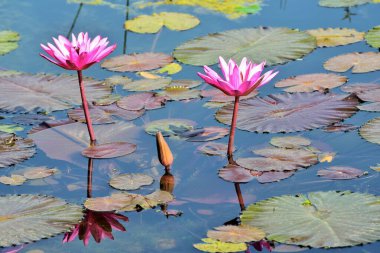 Gölette goncası olan iki pembe nilüfer çiçeği, Nelumbo nucifera, kutsal lotus, Laxmi lotus, Hint lotusu, Chikhli, Navsari, Gujarat, Hindistan, Asya
