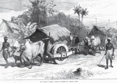 Bengal Bullock Hacker 'larında tahıl taşımaktan kıtlık, Batı Bengal, Hindistan 