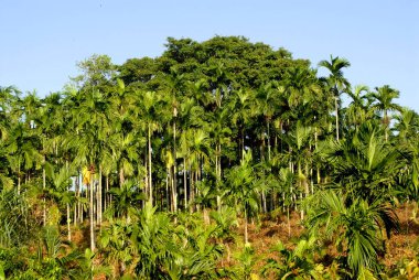 Palmiye ağaçları, Port Blair, Güney Andaman Adaları, Bengal Körfezi, Hindistan Ekim 