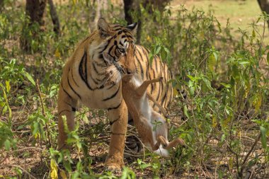 Close up of a Bengal tiger, carrying a dead Spotted or Axis deer calf in her mouth, in Ranthambhore tiger reserve, India clipart