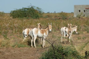 Herd of Wild Ass Equus Hemionus Pallas in cotton field ; Gujarat ; India clipart