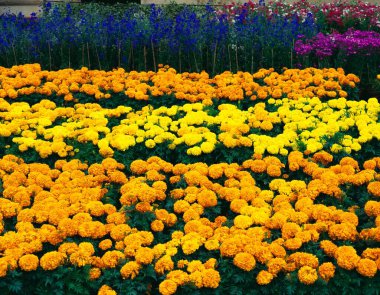 Afrika kadife çiçekleri tarlası