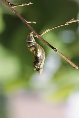 Kelebek, Mavi Mormon Serisi Papilio Polymnester-5