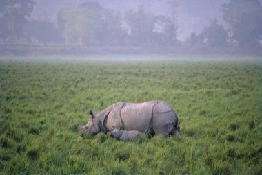 Rhinoceros One horned and calf (Rhinoceros unicornis) ; Kaziranga National park ; assam ; India clipart