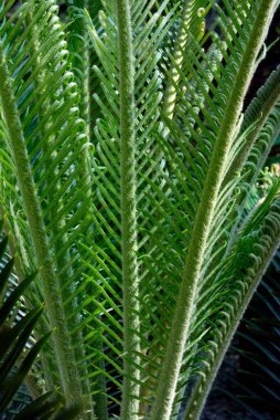 Fern 'in yumuşak filizleri bahçıvanlığı, Trivandrum' u, Kerala 'yı, Hindistan' ı terk ediyor. 