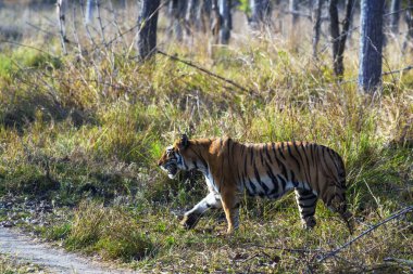 Royal Bengal tiger, Tadoba Wildlife Sanctuary, Maharashtra, India, Asia clipart