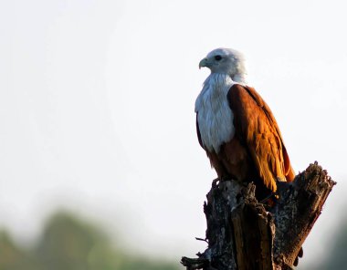 Brahminy Kite Karnataka Hindistan Asya 