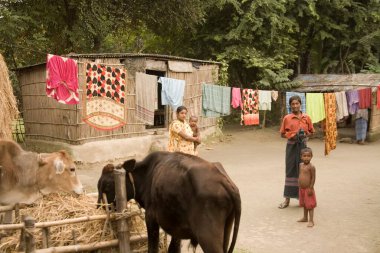 Kırsal yaşam, köy Manik gunj, kırsal Bangladeş 