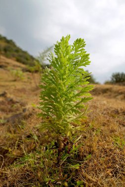 green shrub at Purandar Fort Vajragadh, Pune, Maharashtra, India, Asia  clipart