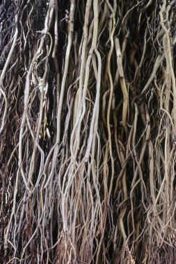 İncir ağacı, Pune, Maharashtra, Hindistan, Asya