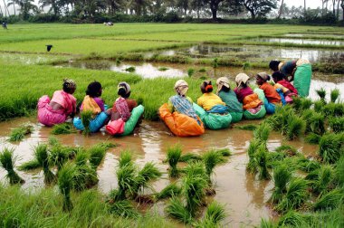 Goa 'daki pirinç tarlalarına pirinç eken tarım işçileri; Hindistan