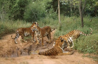 Four Tigers , bannarghatta national park , bangalore , karnataka , india clipart