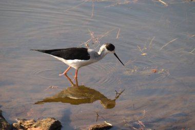 Black winged stilt himantopus himantopus, Ranthambore national park, Rajasthan, India  clipart