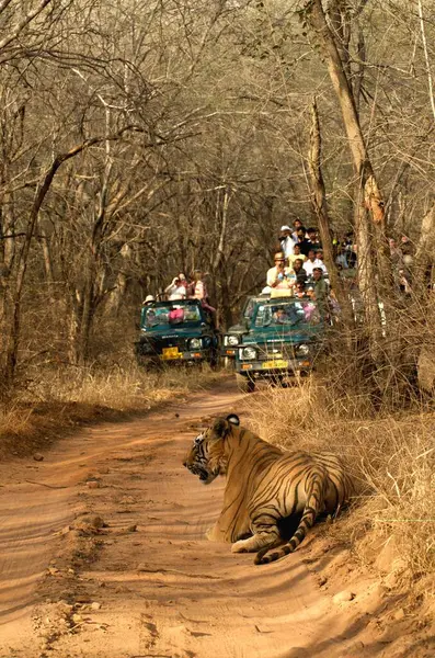 Tourists Watching Male Tiger Panthera Tigris Tigris Sleeping Forest Track — Stock Photo, Image