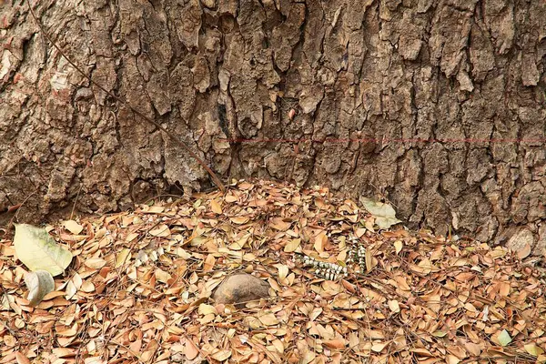 stock image Dry leaves around tree trunk in Sanjay Gandhi National Park ; Borivali ; Bombay Mumbai ; Maharashtra ; India