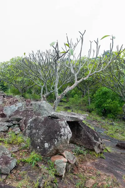 stock image Megalithic dolmens, or muniyaras, at alampetty, maraiyur, maraiyoor, Kerala, India