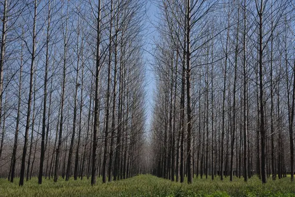 trees in wheat crop field, Patiala, Punjab, India, Asia 