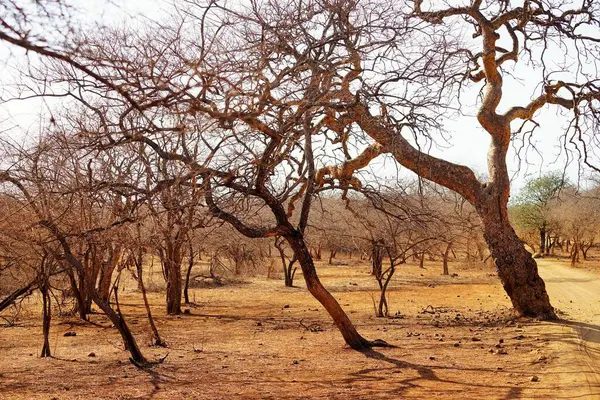 stock image Forest path, Gir Wildlife Sanctuary, Gujarat, India, Asia