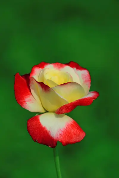 stock image red and yellow roses, visakhapatnam, andhra pradesh, India, Asia 