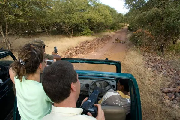 Ranthambore kaplan rezervinde vahşi kaplan gören turistler, Rajasthan, Hindistan