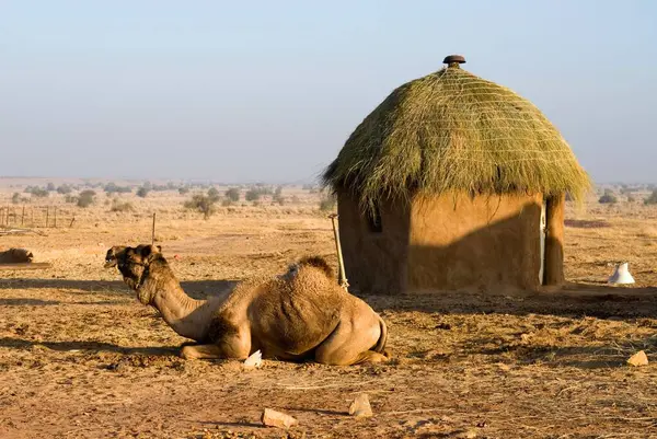 Hut, Rajasthan, Hindistan 'da deve.