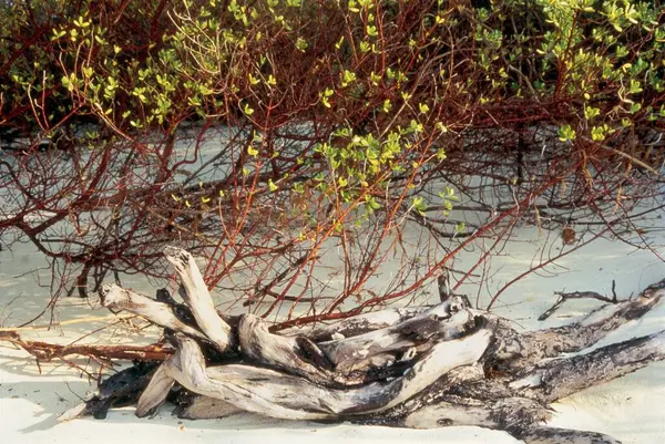 stock image Drift Wood And Mangrove Leaves Lakshadweep Asia 