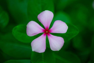 Vinca rosea çiçeği, Hindistan, Asya 