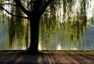Göl kenarındaki ağaç manzarası; Fransa
