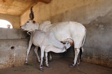 Cow feeding calf ; Kutch ; Gujarat ; India clipart