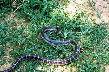 Yılan, sıradan Krait bungarus caeruleus 