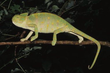Sürüngenler, Chameleon Chameleo Zeylanicus