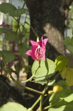 Bauhunia Variegata flower, Mumbai Maharashtra India clipart