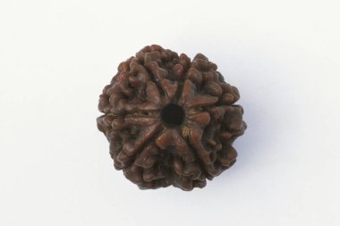 Altı Mukhi Rudraksha Rs 100 botanik Elaeocarpus Ganitrus Roxb, İngiliz Utrasumu