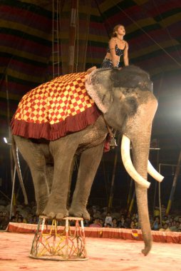 Empire Circus, Bombay Mumbai, Maharashtra, Hindistan 'da fille gösteri yapan sanatçı. 