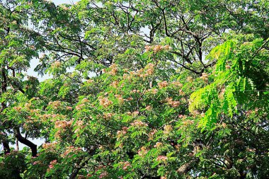 Gökyüzünün altındaki ağaçların görüntüsü, Maharashtra, Hindistan