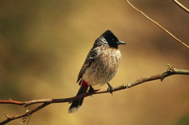 Kuş, kırmızı havalandırmalı bulbul pycnonotus cafer, kutch, gujarat, Hindistan