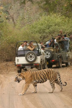 Tiger Panthera Tigris Safari 'deki insanlar Corbett Tiger Reserve; Uttaranchal; Hindistan