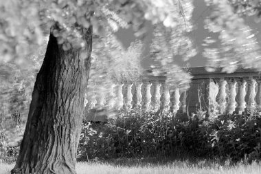 Ağaçlar ve yapraklar rüzgarda savruluyor 