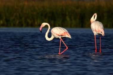 daha büyük flamingo, nalsarovar, Gujarat, Hindistan, Asya 
