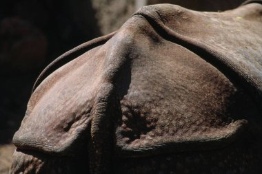 One Rhinoceros Skin Rhinoceros unicornis , India clipart