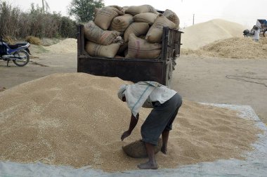 Trolly Traktör, Mahangwa Köyü, Narsinghpur Bölgesi, Madhya Pradesh, Hindistan 